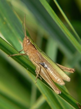 Koník zelený (Omocestes viridulus)