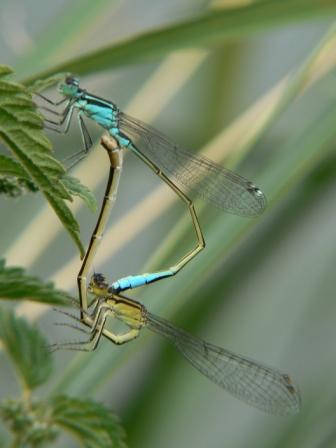 Šidlovka pásikavá (Lestes sponsa)