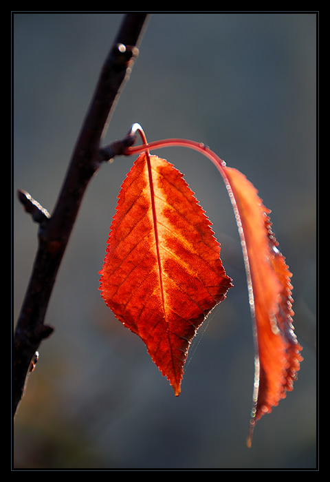 Plátno ranních paprsků