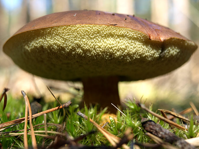 Suchohribik