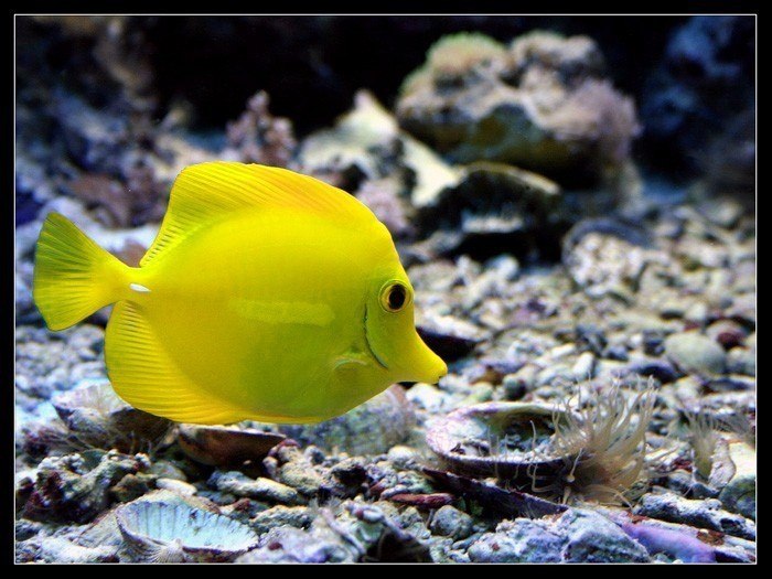 fishi