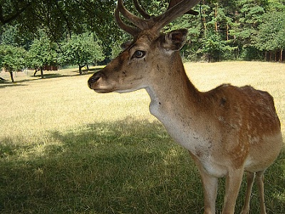Bambi