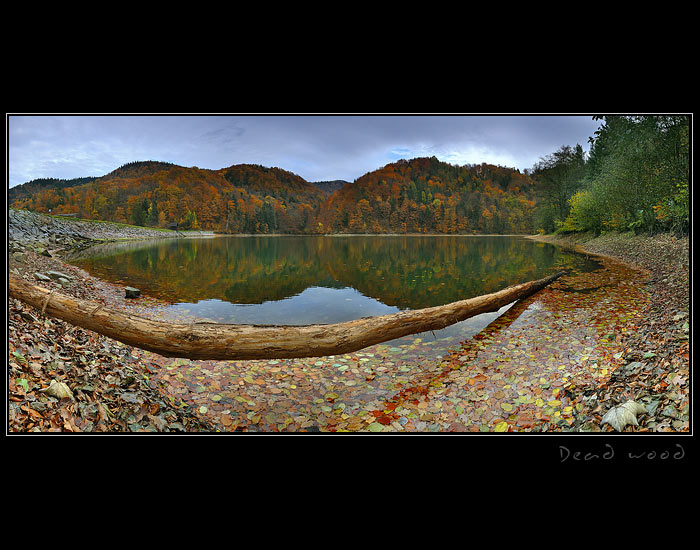 Dead wood