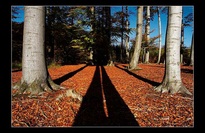 ..souměrnost v lese.....