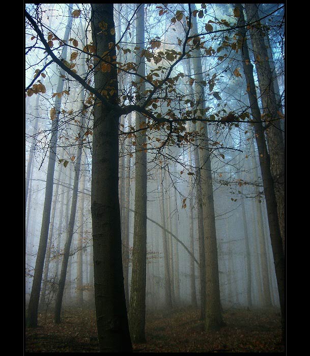 mlha stokrát jinak 019