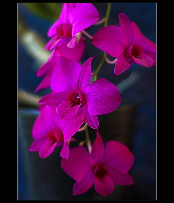 Orchid