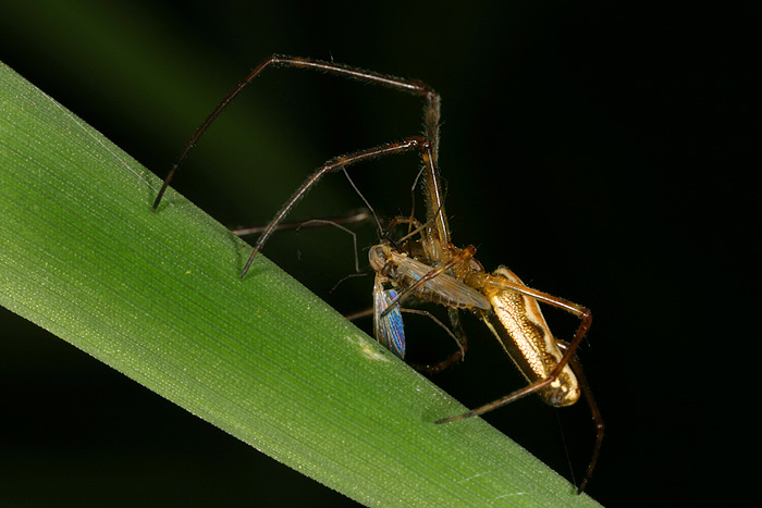 snídaně v trávě...