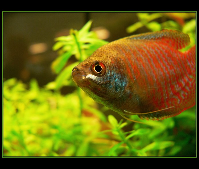 Colisa lalia