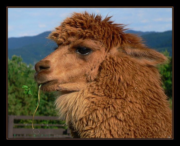 Lama