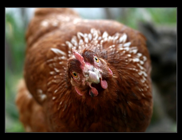 ...poprosím, jednu slepačiu  -KOHO PROSÍM?!