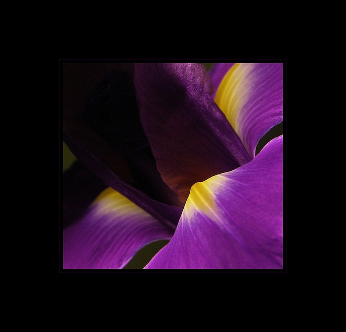 ...iris...