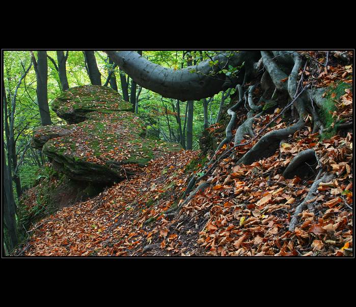 Witch forest