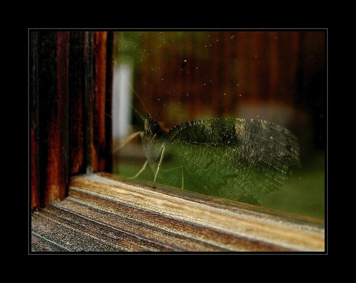 Túžba po slobode ...