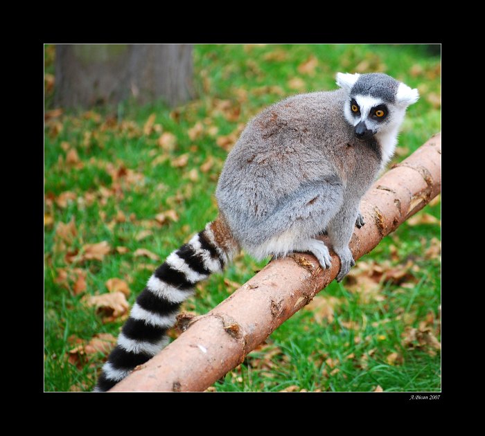 ... Ze života lemura ...