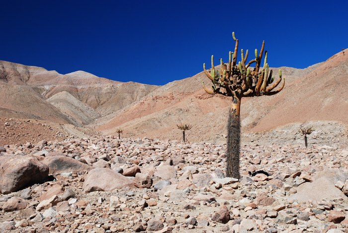 Kaktus Candelabro I