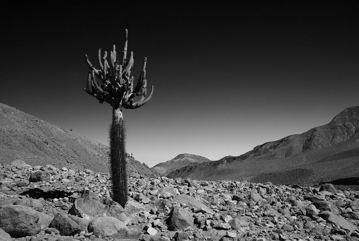 Kaktus Candelabro II