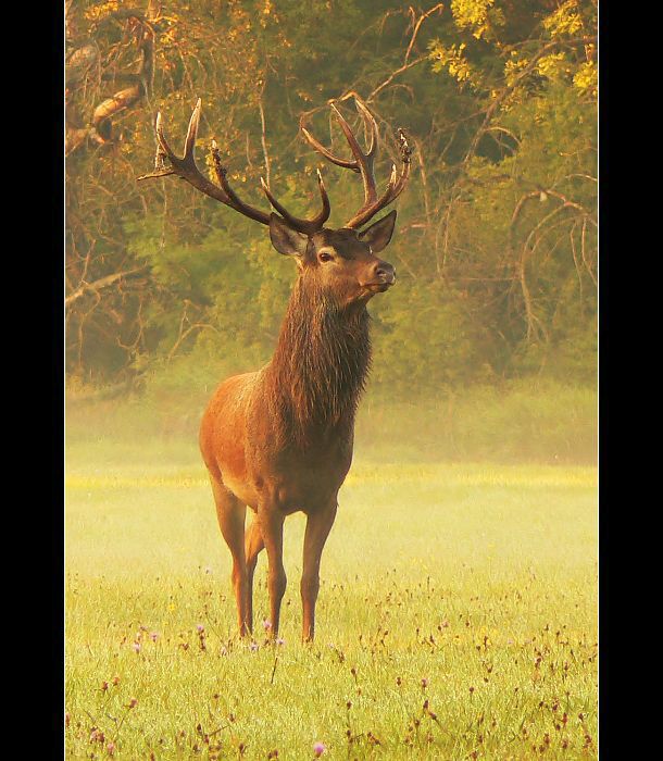 V ranni mlze III