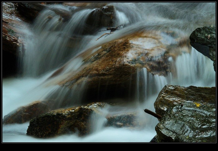 lesní potůček (4)