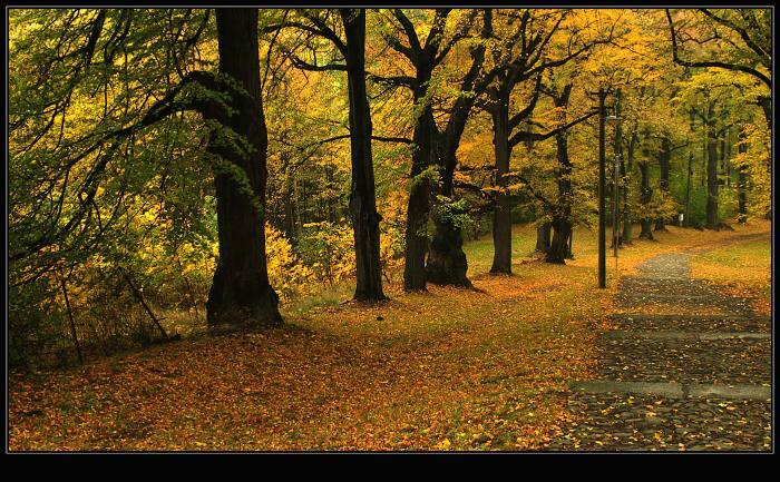 zlatý podzim (4)