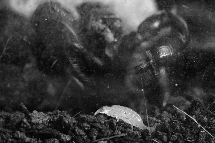 Bothriurus keyserlingi