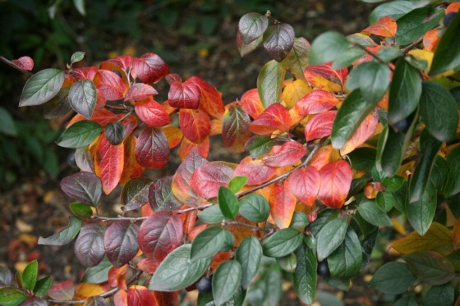 Barevná paleta podzimu