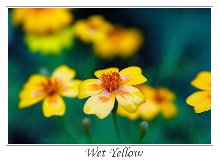Wet yellow