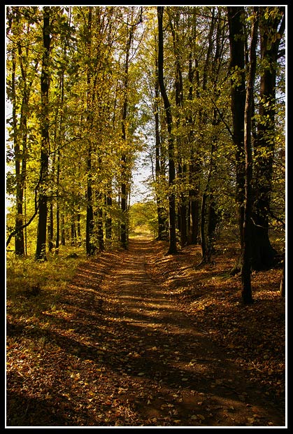.:Lesní cesta:.