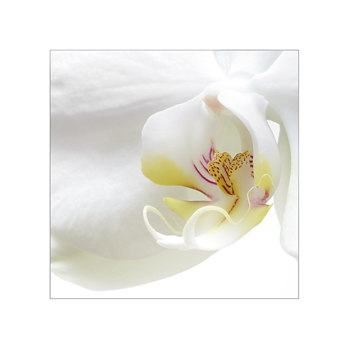 Orchidej
