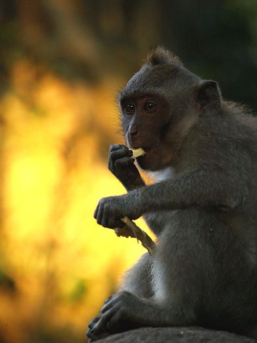 Svobodný mako z Bali