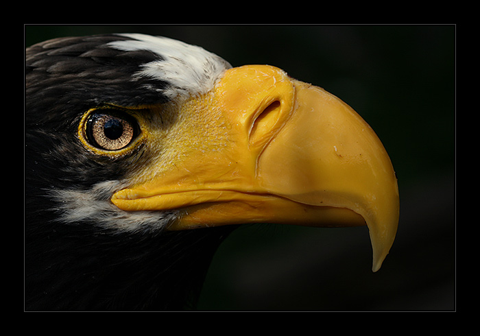 Haliaeetus pelagicus