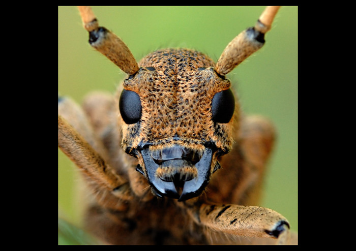 Saperda