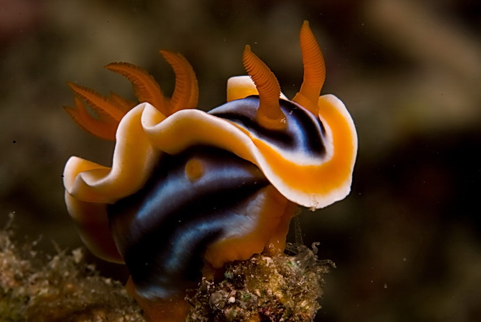 Nudibranch