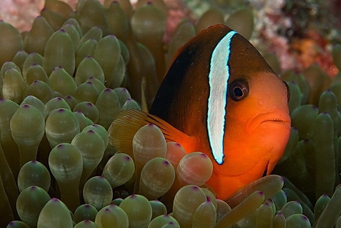Klaun