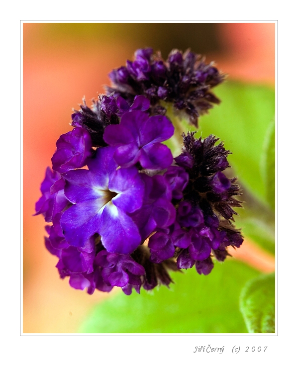 Fialová v podzimním hávu...