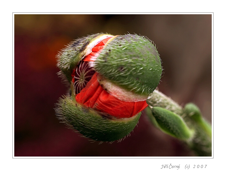 Ještě to stihnu...