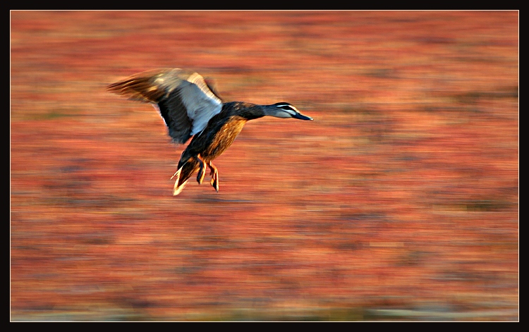 Přistání na rozkvetlé vodě