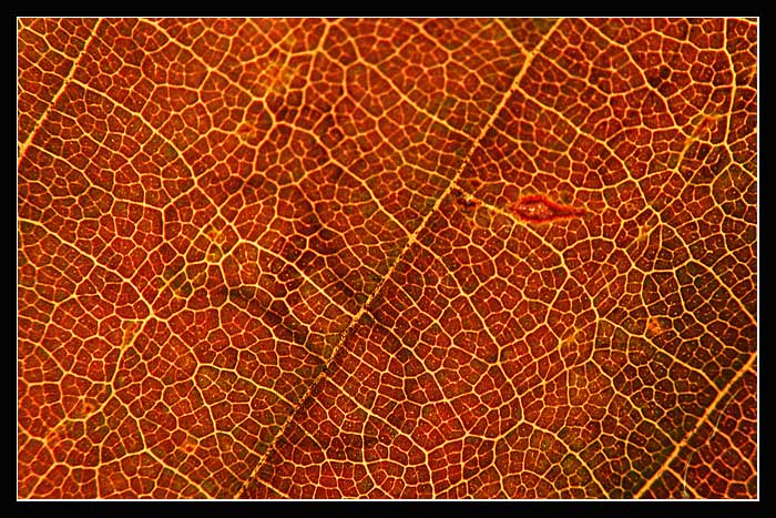 .:. strukturofka I. .:.