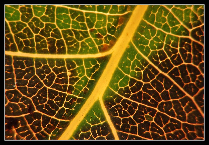 .:. strukturofka II. .:.