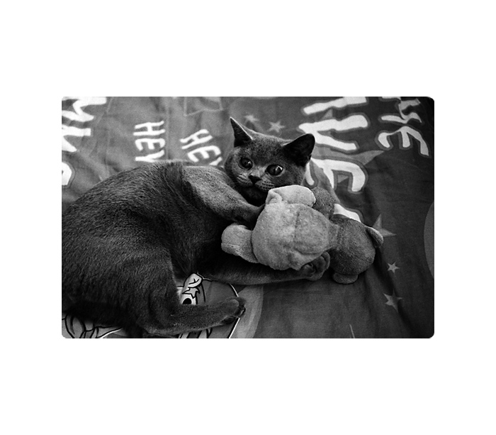 kocour Olda přistižen při šukání plyšového medvěda