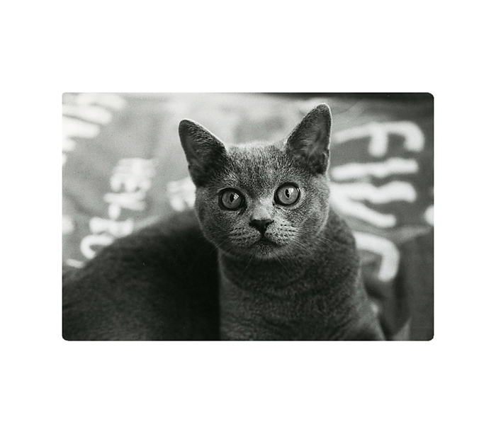 Olda die Katze II