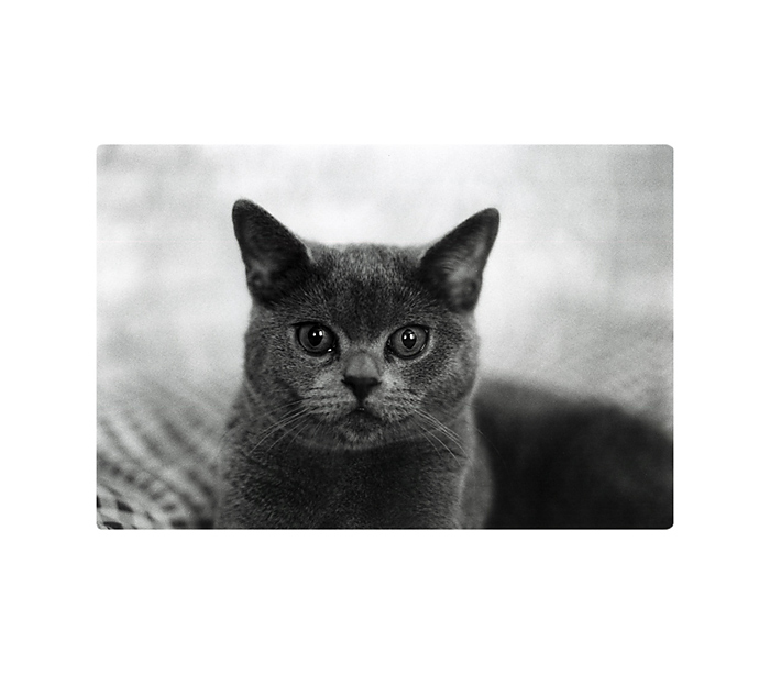 Olda die Katze III