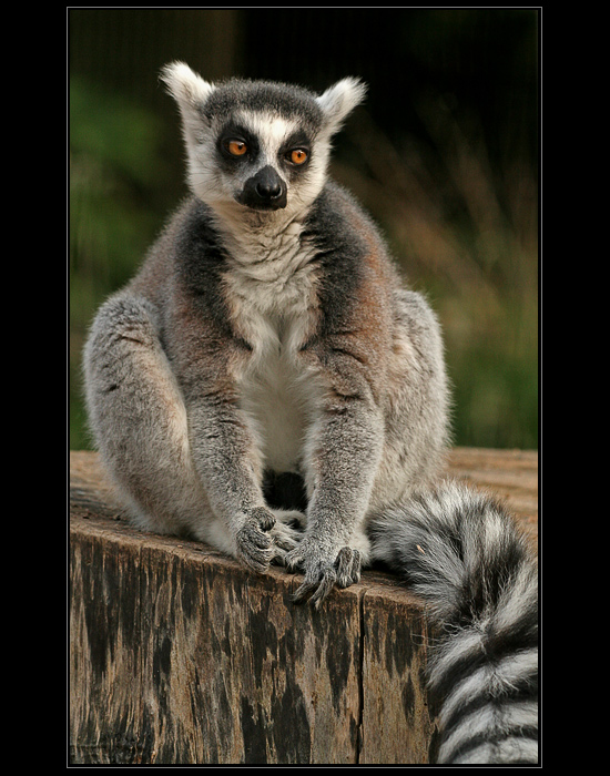 Lemur