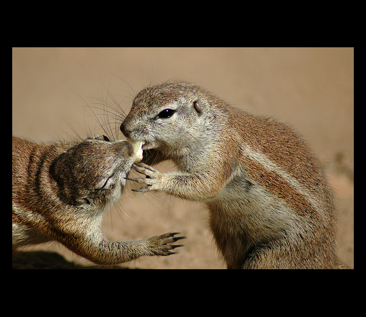 = Přátelské dělení =