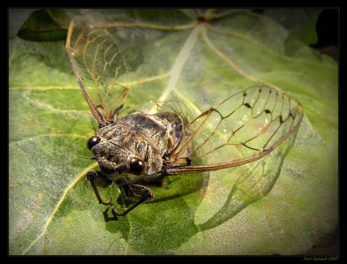 .. Létající pevnost..