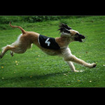 .: JEN POČKEJ ZAJÍCI :.