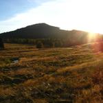 šumava: u hamerského potoka