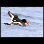 Ústřičník velký