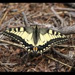 Otakárek fenyklový