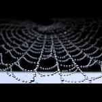 Umělecké pavoučí dílo (co kus to originál)