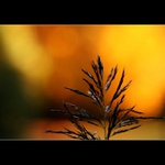 Vláda podzimu aneb podzim za zády aneb barevnost skutečná